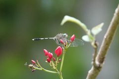 Orthetrum sabina