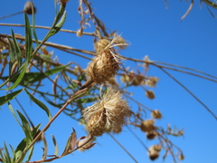 Cheirolophus sempervirens