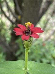 Zinnia peruviana