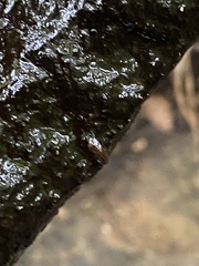 Eumalacostraca
