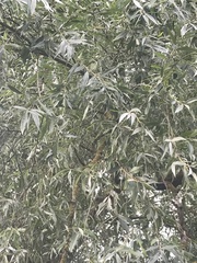 Salix alba
