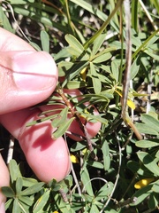 Daphne striata
