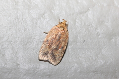 Agonopterix