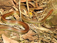 Echinanthera cephalostriata
