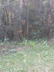Hedychium coronarium
