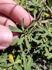 Daphne striata