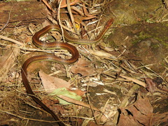 Echinanthera cephalostriata