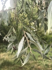 Salix alba