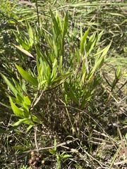 Dichanthelium acuminatum