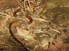 Echinanthera cephalostriata