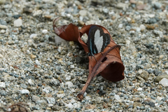 Psychonotis caelius