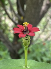 Zinnia peruviana