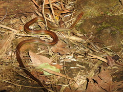 Echinanthera cephalostriata