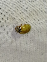 Harmonia quadripunctata