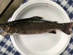 Salvelinus fontinalis