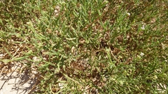 Cakile maritima