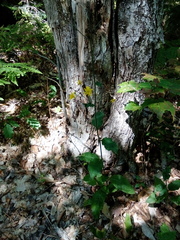 Hieracium lachenalii