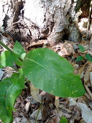 Hieracium lachenalii