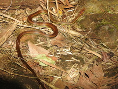 Echinanthera cephalostriata