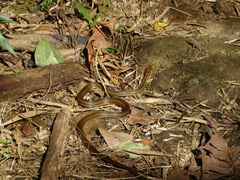 Echinanthera cephalostriata