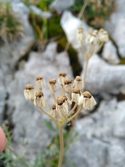 Achillea clavennae