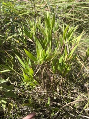 Dichanthelium acuminatum