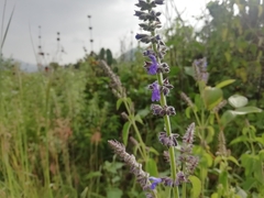 Salvia polystachia