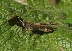 Calliptamus italicus