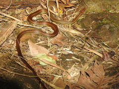 Echinanthera cephalostriata