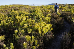 Leucadendron laureolum