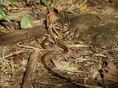 Echinanthera cephalostriata