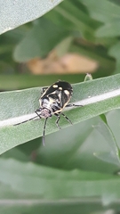 Eurydema oleracea