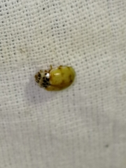 Harmonia quadripunctata