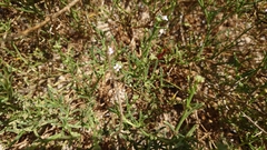 Cakile maritima