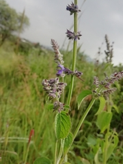 Salvia polystachia