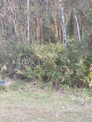 Hedychium coronarium