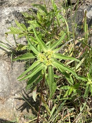 Euphorbia cuphosperma