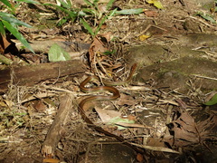 Echinanthera cephalostriata