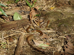 Echinanthera cephalostriata