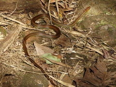 Echinanthera cephalostriata