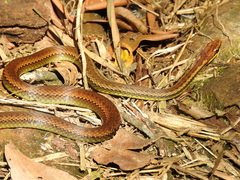 Echinanthera cephalostriata