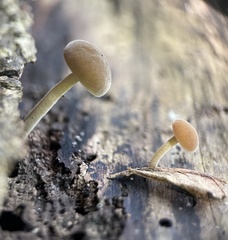 Simocybe