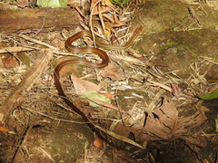 Echinanthera cephalostriata