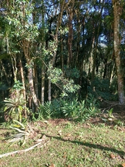 Hedychium coronarium