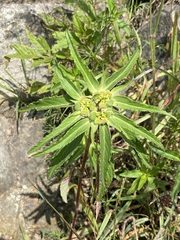 Euphorbia cuphosperma