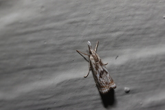 Microcrambus