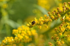 Coccinula quatuordecimpustulata