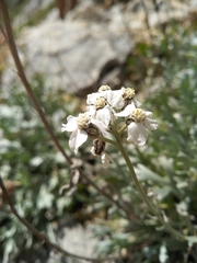 Achillea clavennae