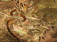 Echinanthera cephalostriata