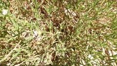 Cakile maritima